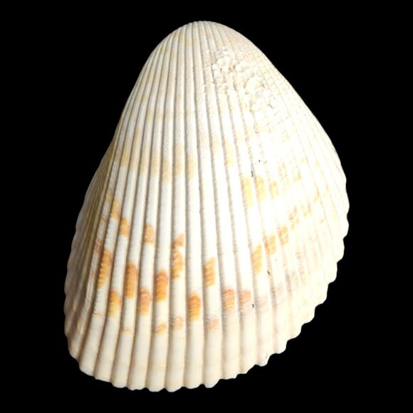 Lot 9 Atlantic Giant Cockle Shells Dinocardium Vobustum Nautical Seashells Beach - Picture 10 of 16